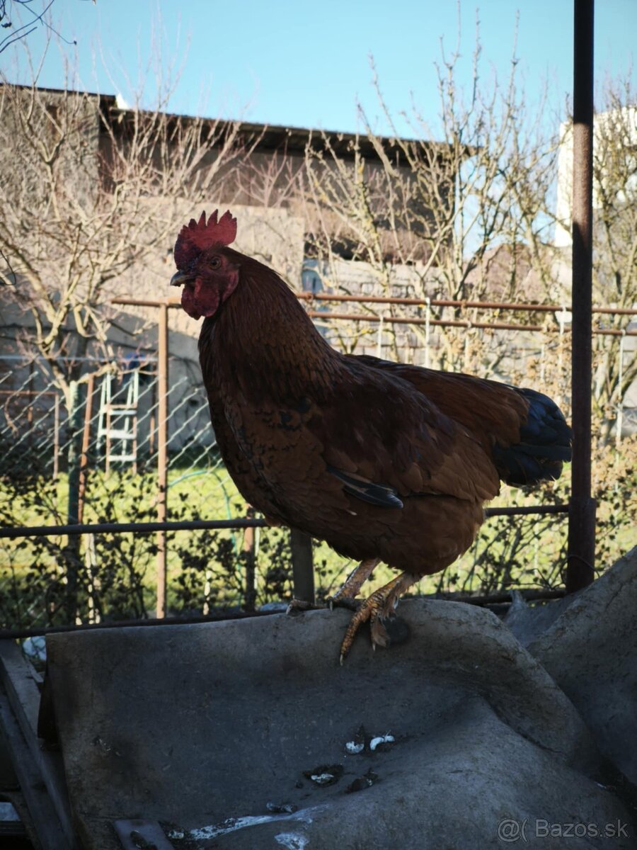 Predám mladé kohúty - SÚRNE - 6