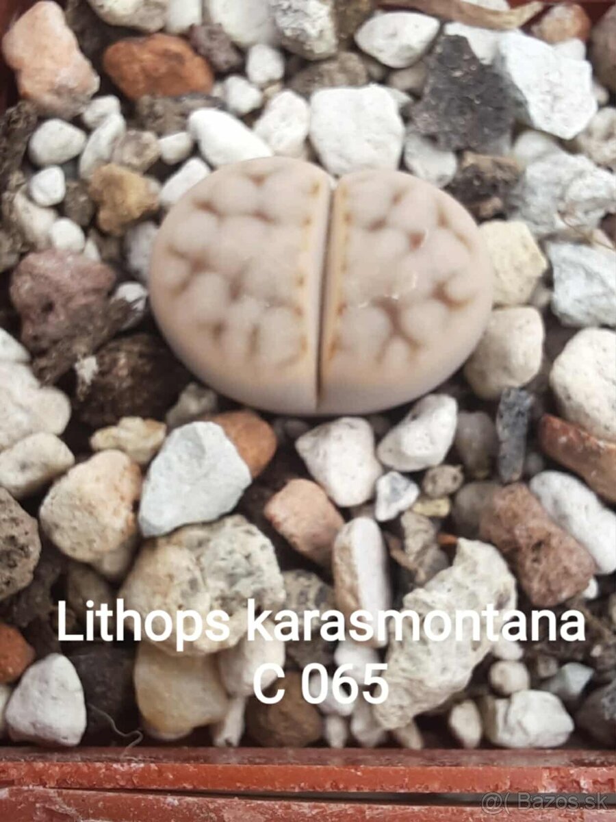 Akvatera, rastliny, krevetky , šváby a iné - 6