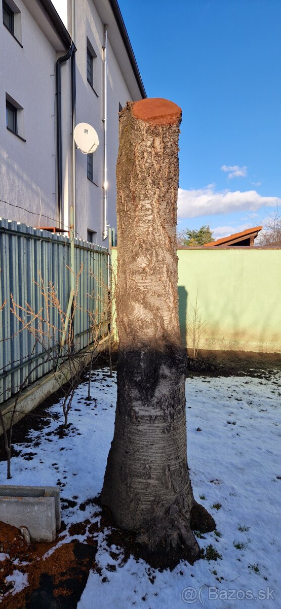 Čerešňove drevo - 6