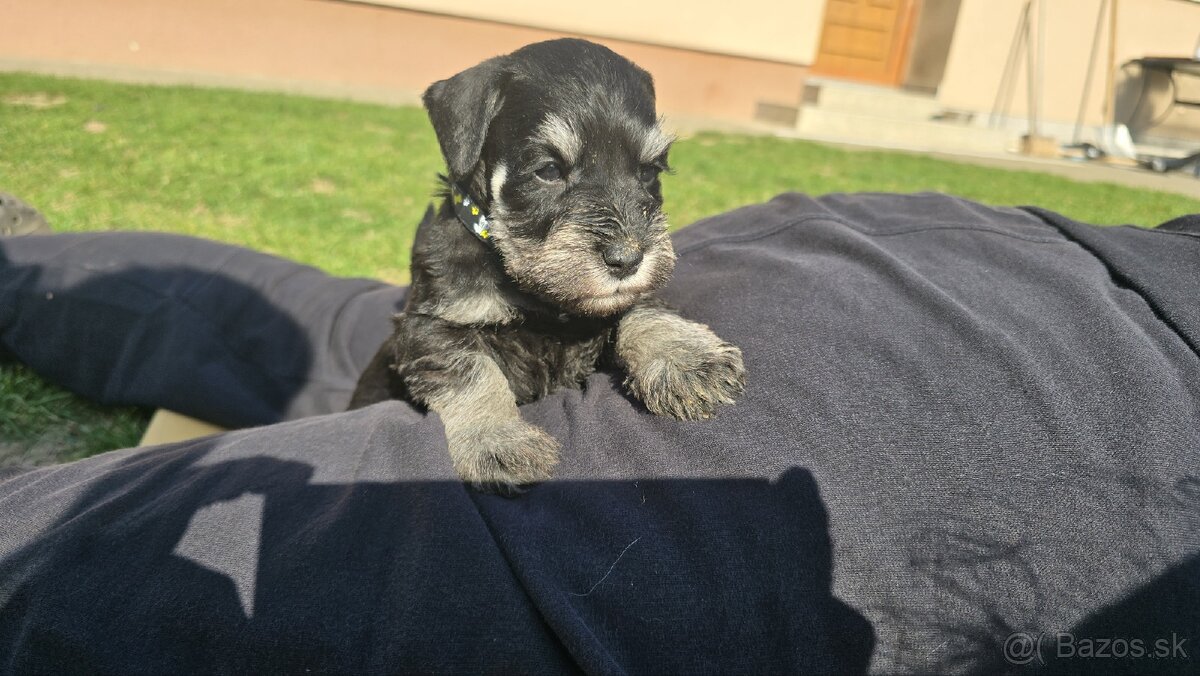 Bradáč malý čiernostrieborný - 6