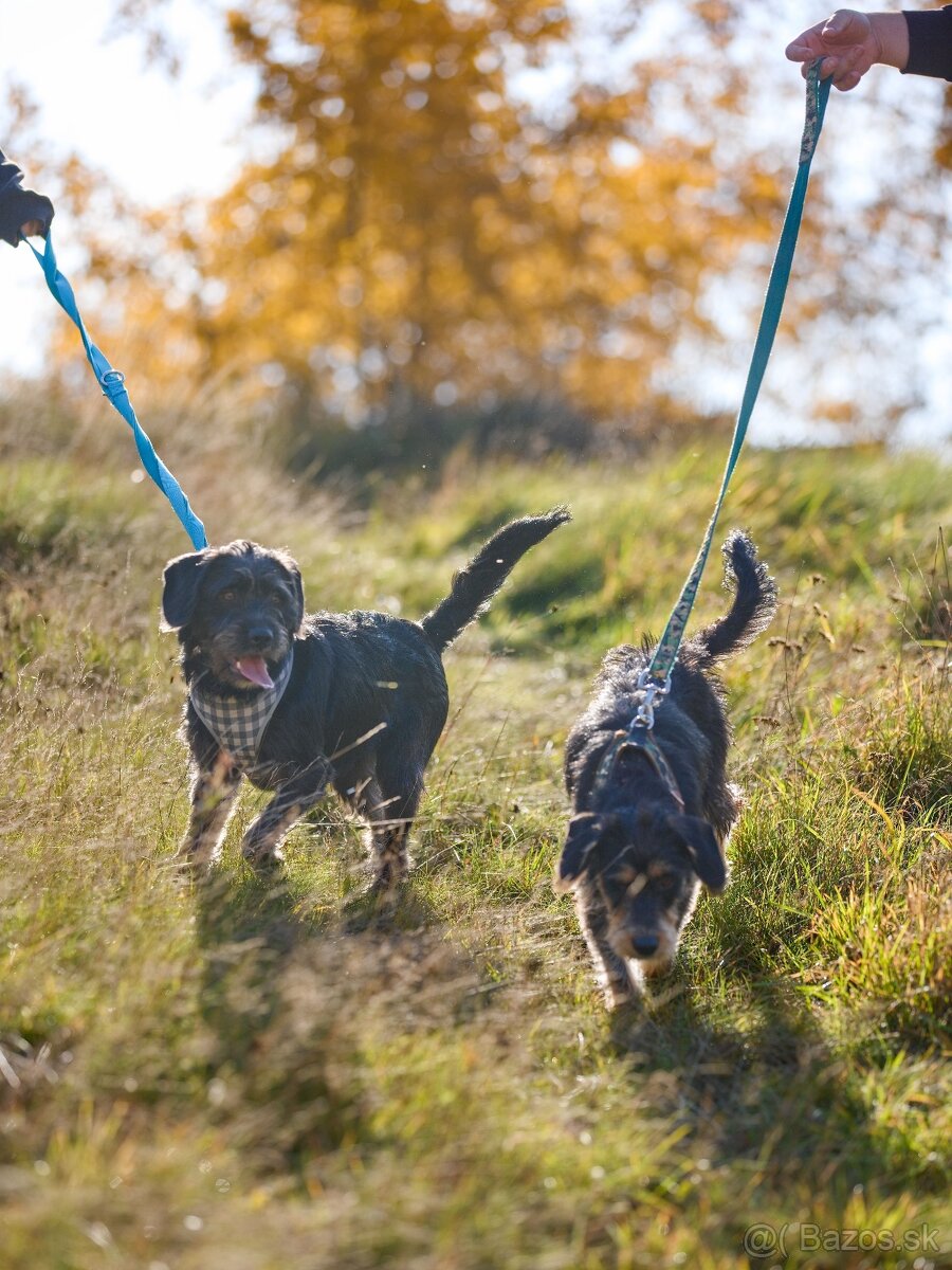Darujem malú strapatú sučku Ariel - mix jazvečík, bradáč - 6