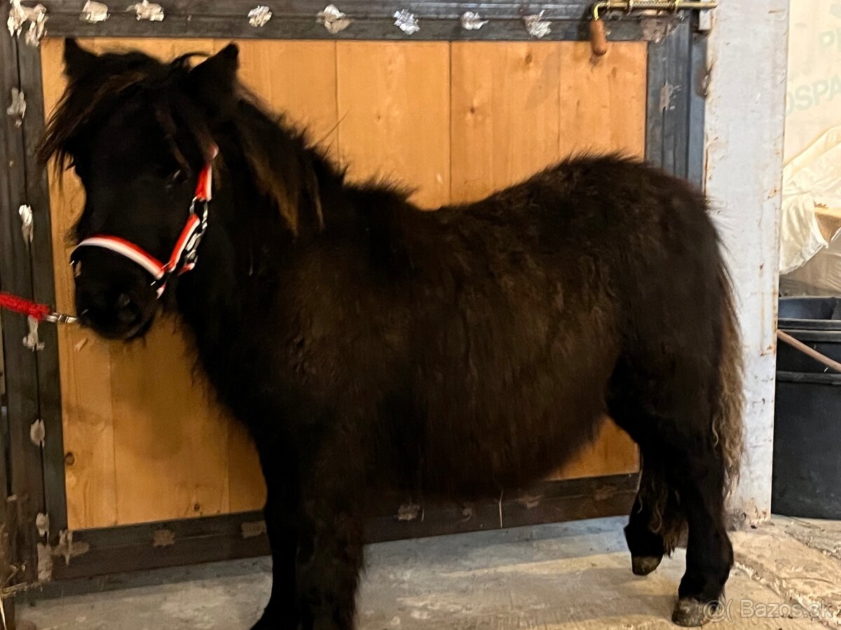 Mini shetland pony - URIANT - 6