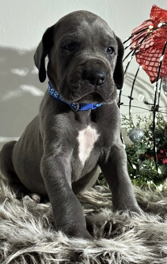 Německá doga modrá s PP - 1 měsíc - 6