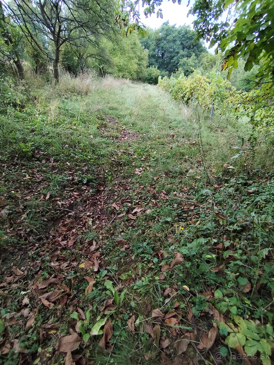 Čistenie a mulčovanie pozemkov, odstraňovanie náletov - 6