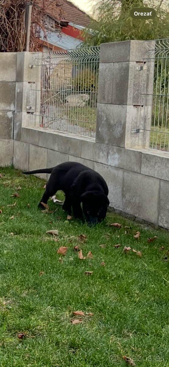 Nemecký ovčiak - 6