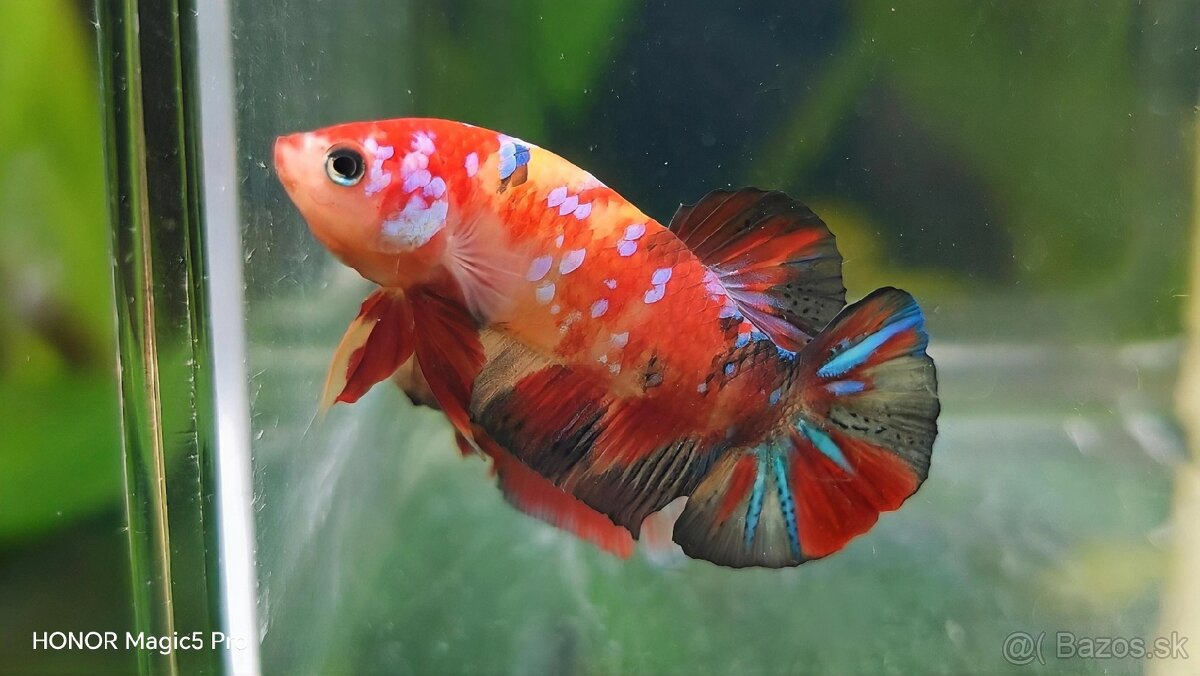 Betty - Bojovnice - 6