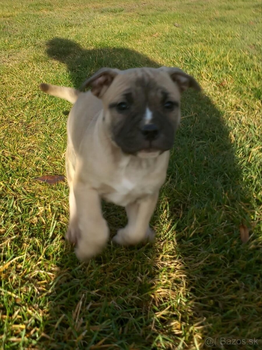 Staford šteniatka. - 6