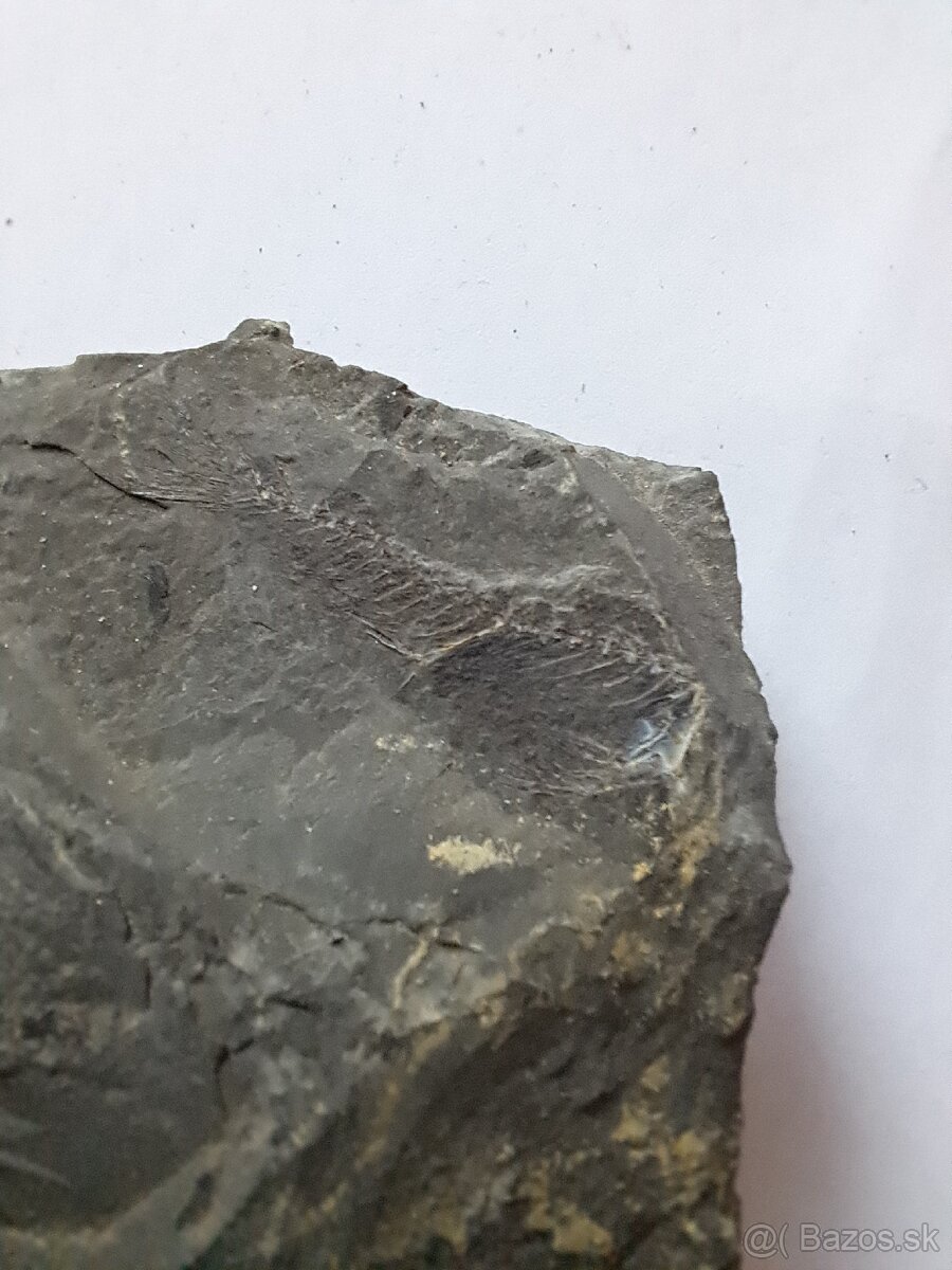 Zbierka fosílií - 6