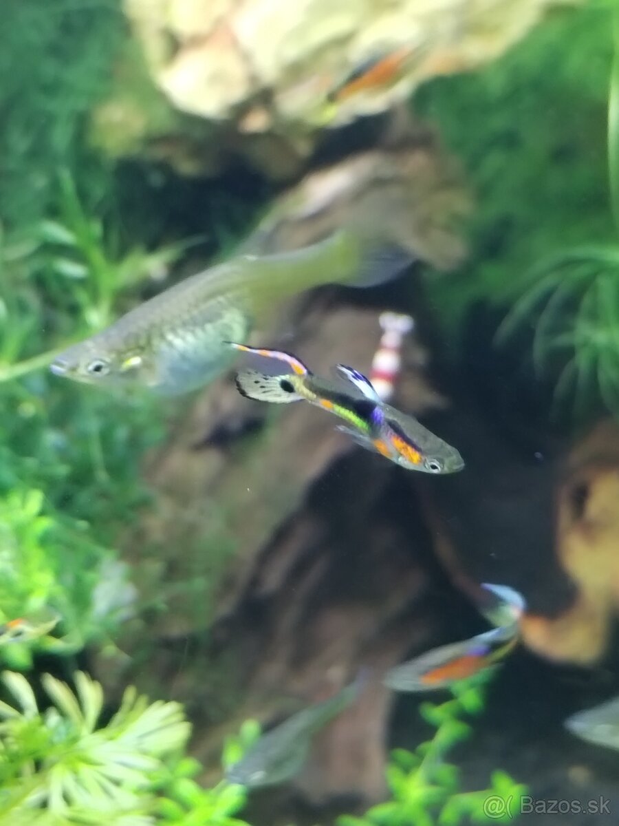 Endlerky Poecilia wingei - 6