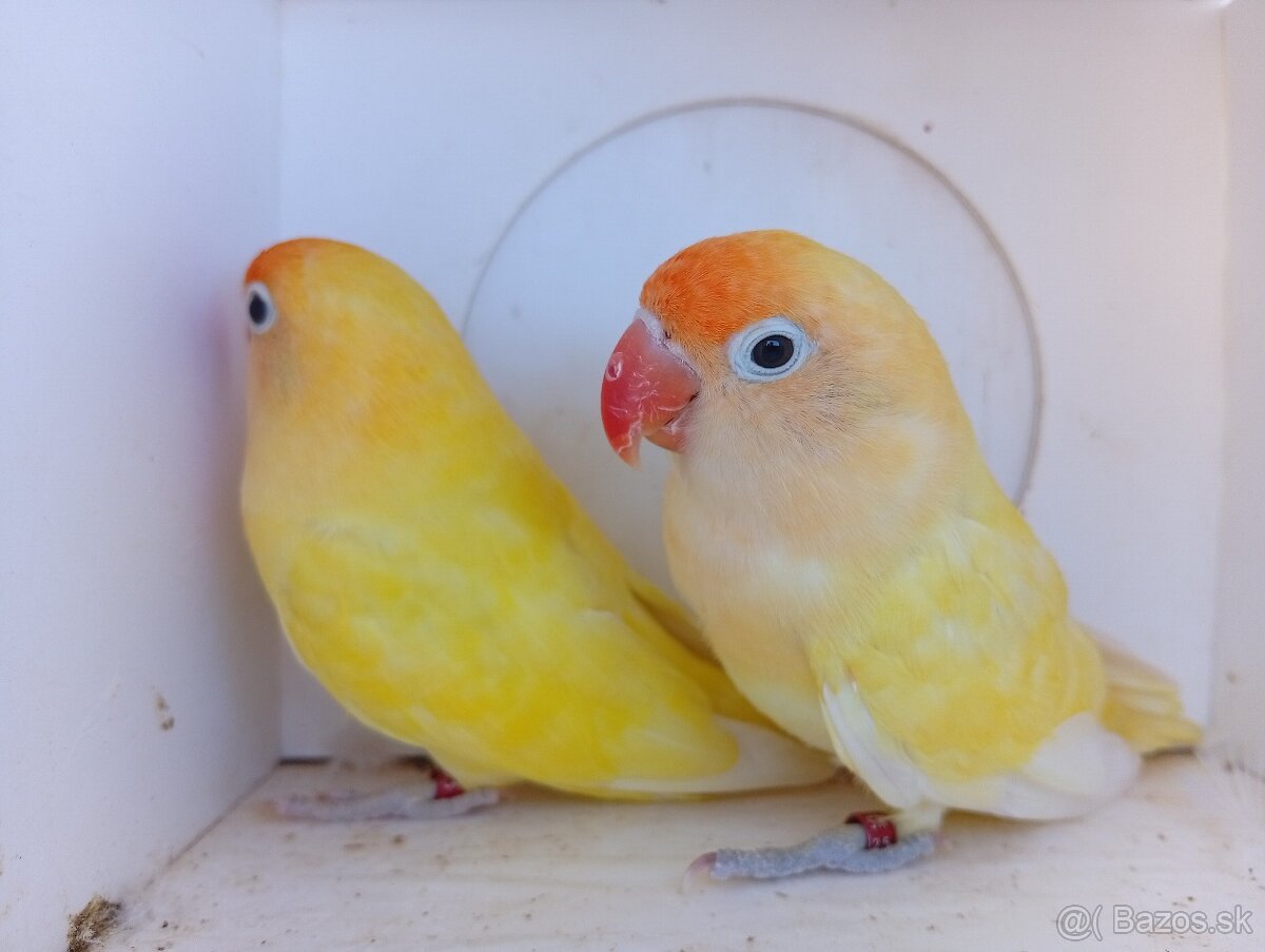 Agapornis Fischer - 6
