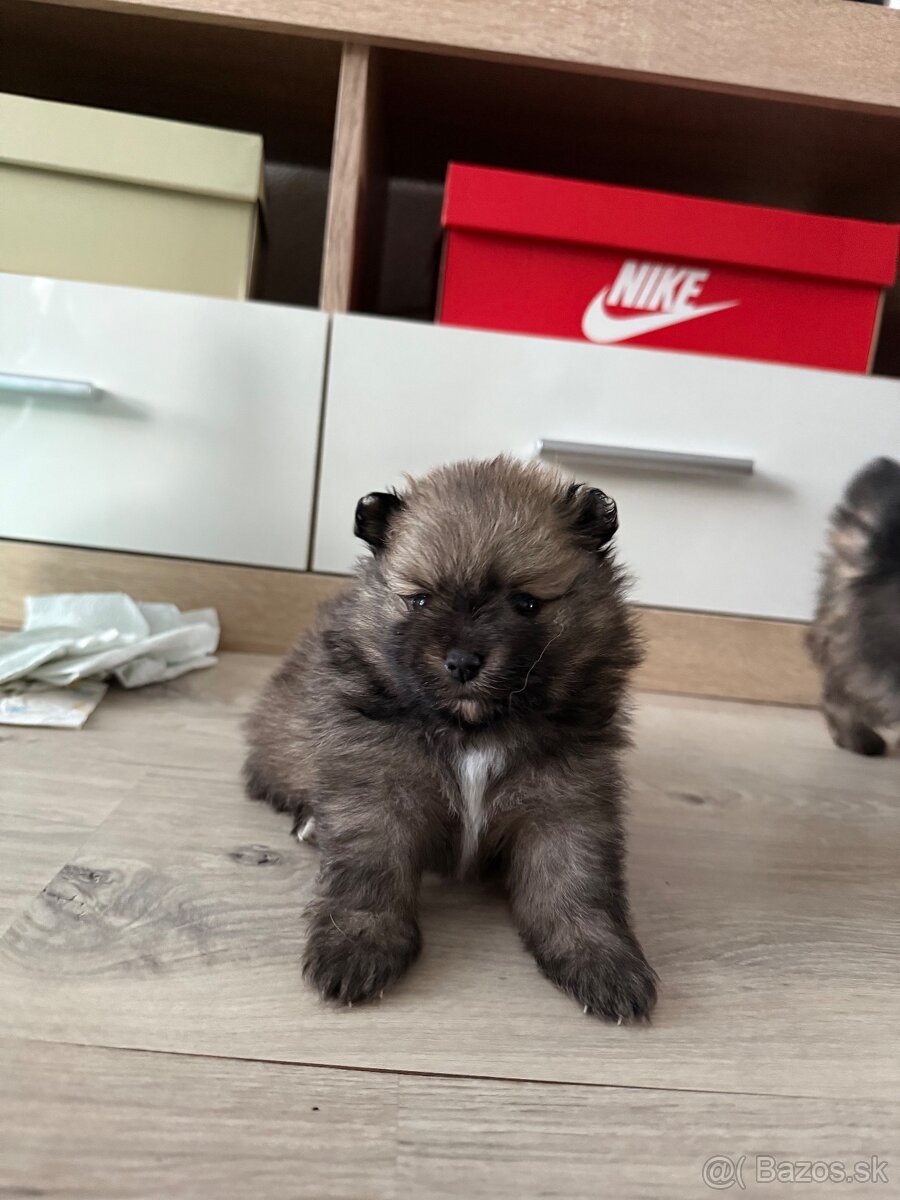 Pomeranian - 6
