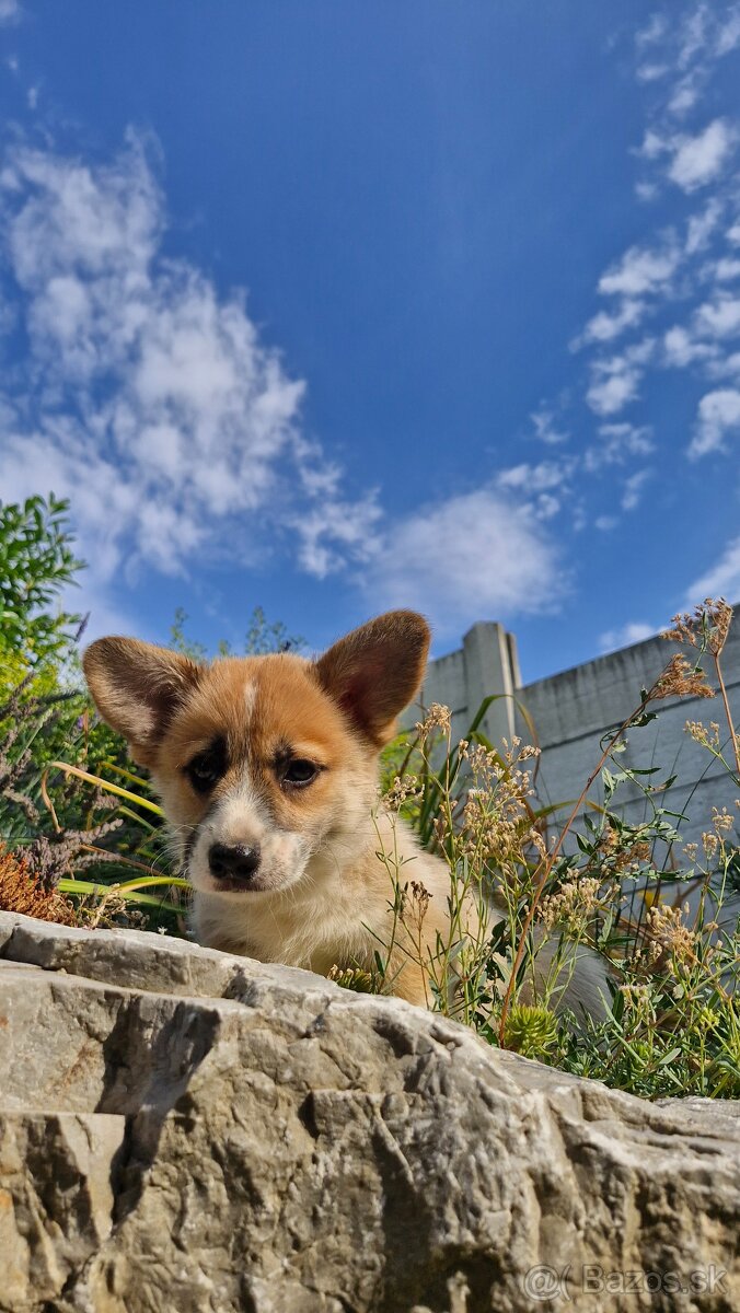 Welsh Corgi Pembroke - 6