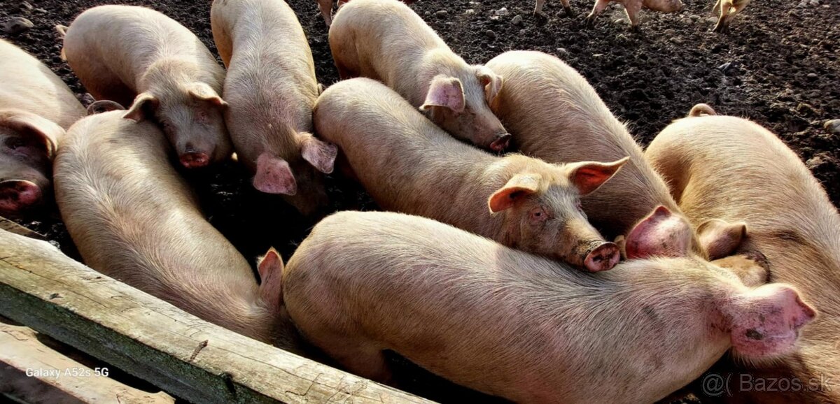 tohtoročné prasce - 6