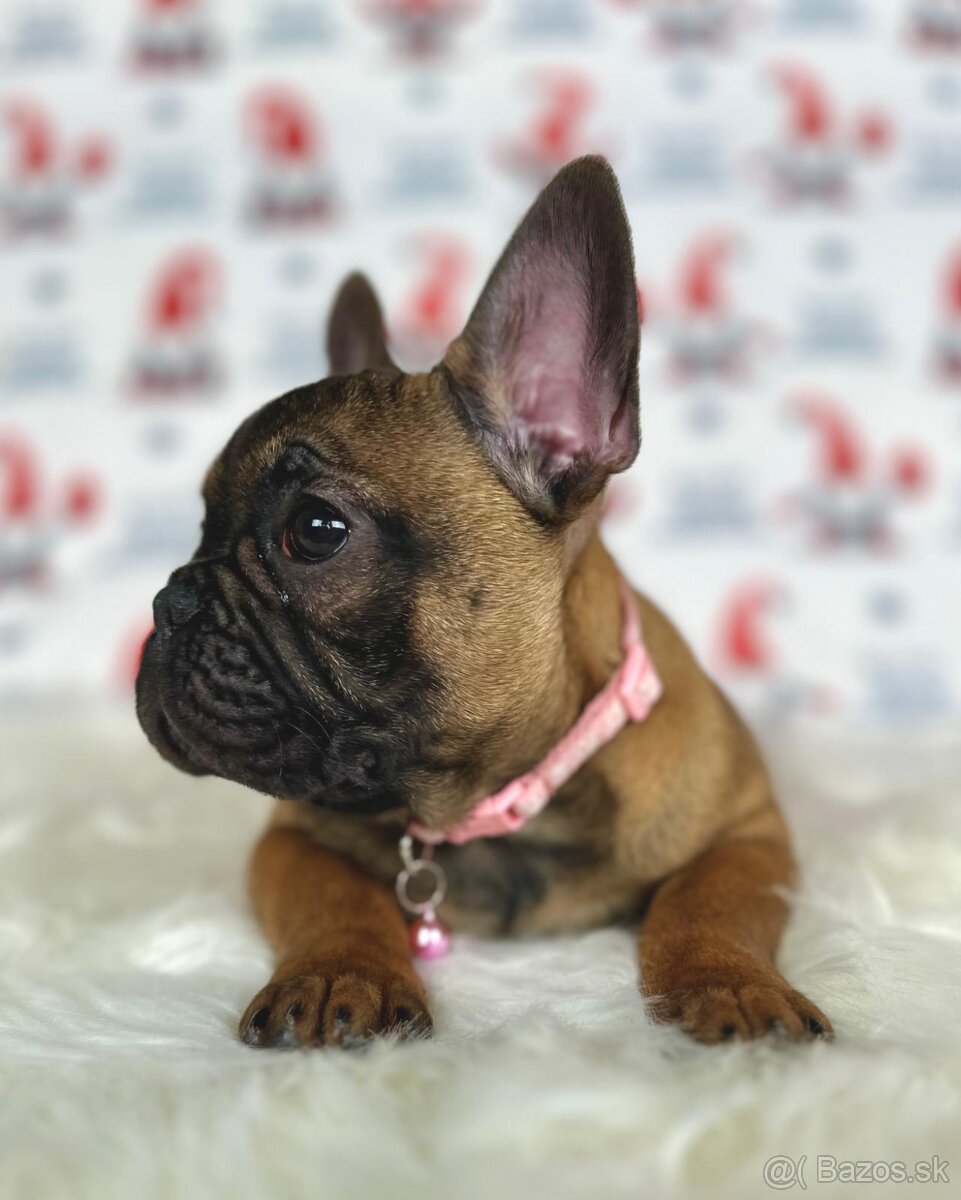 Francúzsky buldoček s PP - sučka BAMBI 🌸 - 6