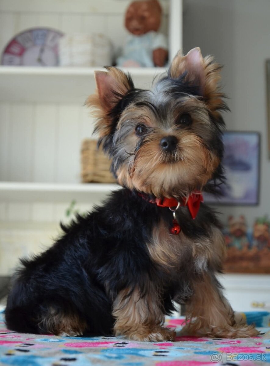 Yorkshire Terrier, York, Jork, Yorkshirsky teriér, šteniatka - 6