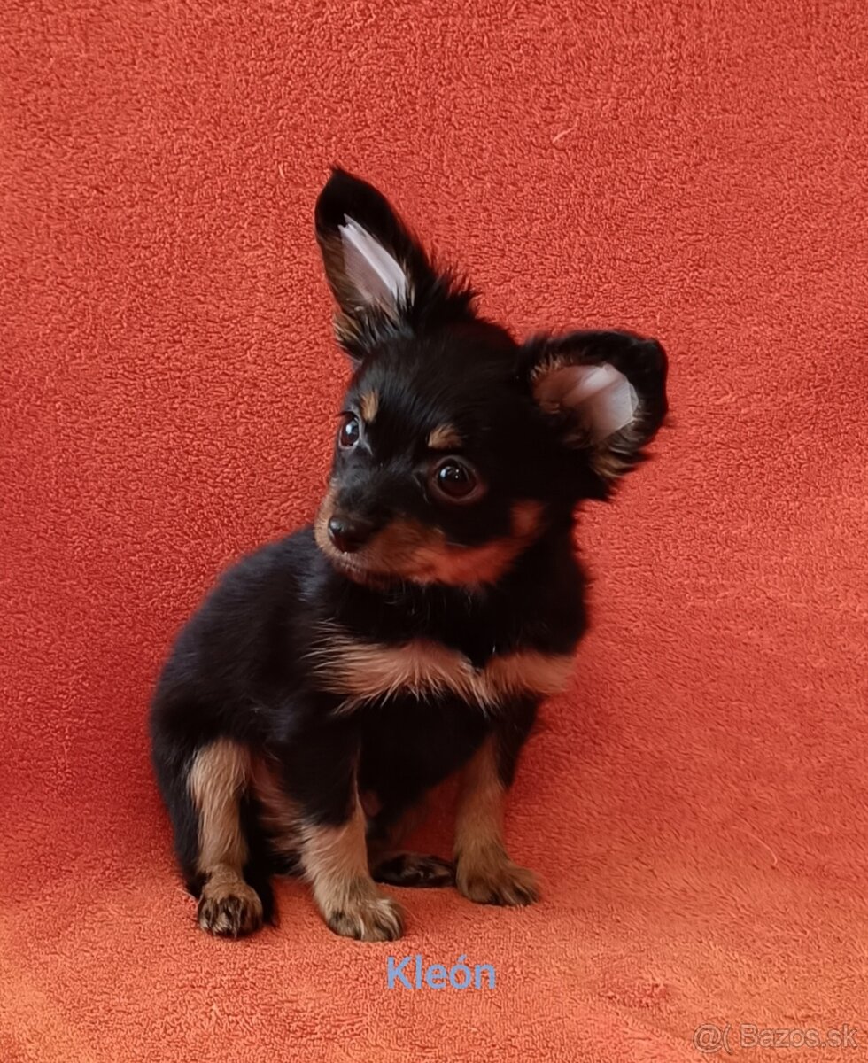 Ruský toy s PP - dlouhosrstý - 6