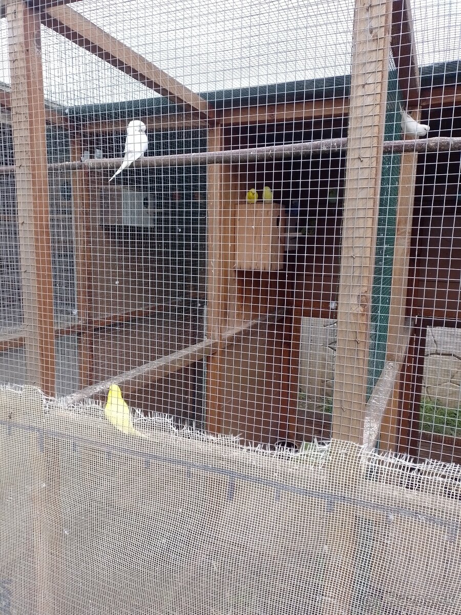 Papagáj spevavy - 6