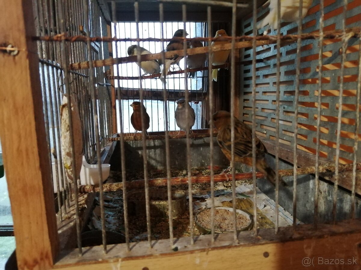 Predám kanárikov - 6