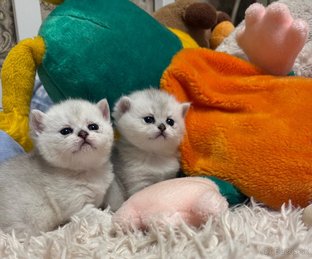 Britská strieborná činčila - 6