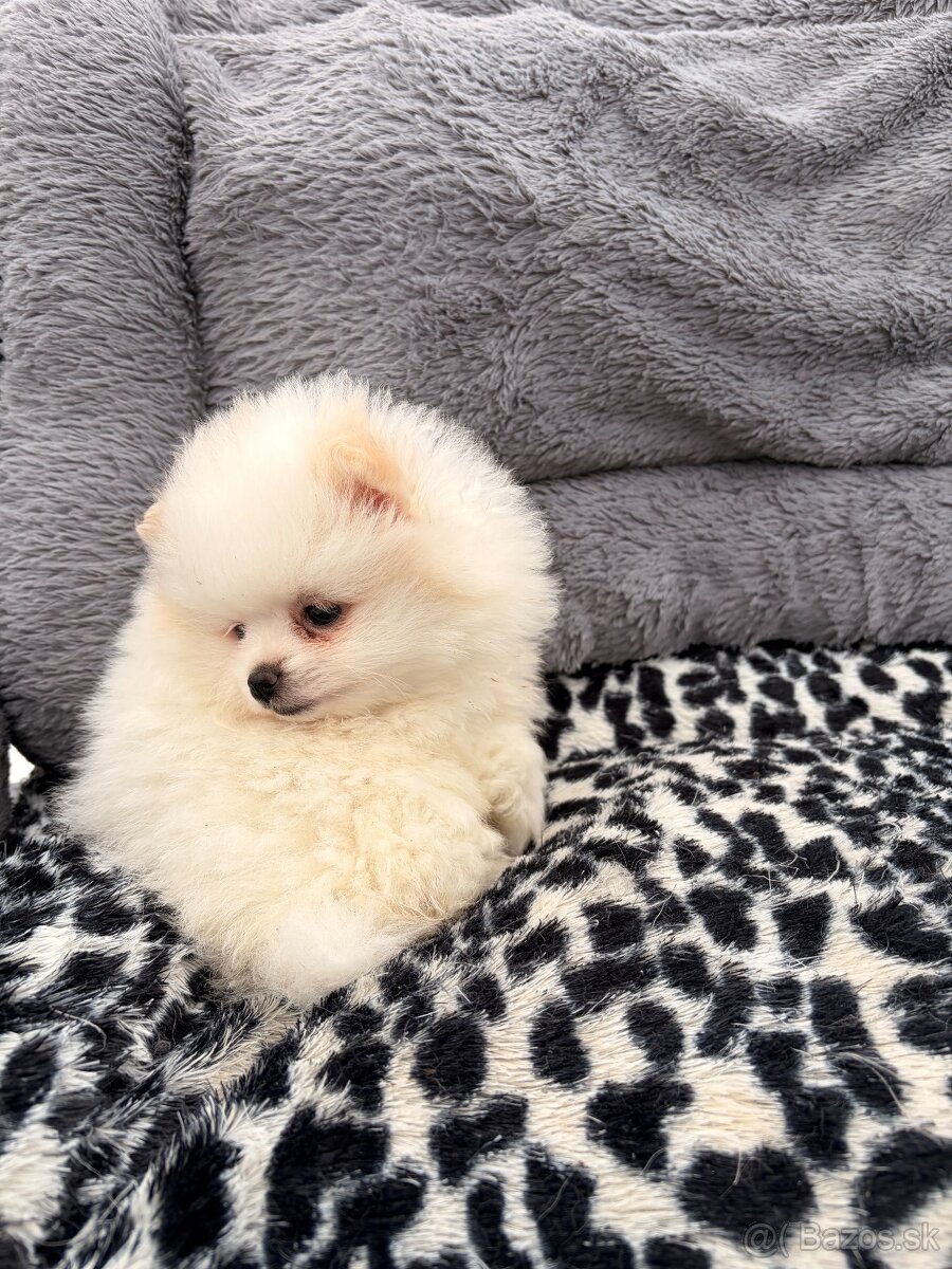 Špic, nemecký špic, pomeranian, oranžový špic - 6