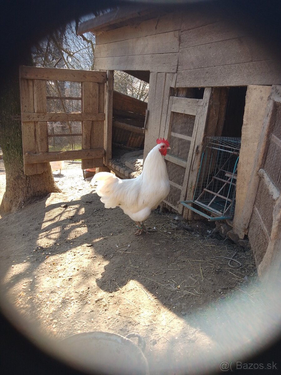 Biela australorpka - 6