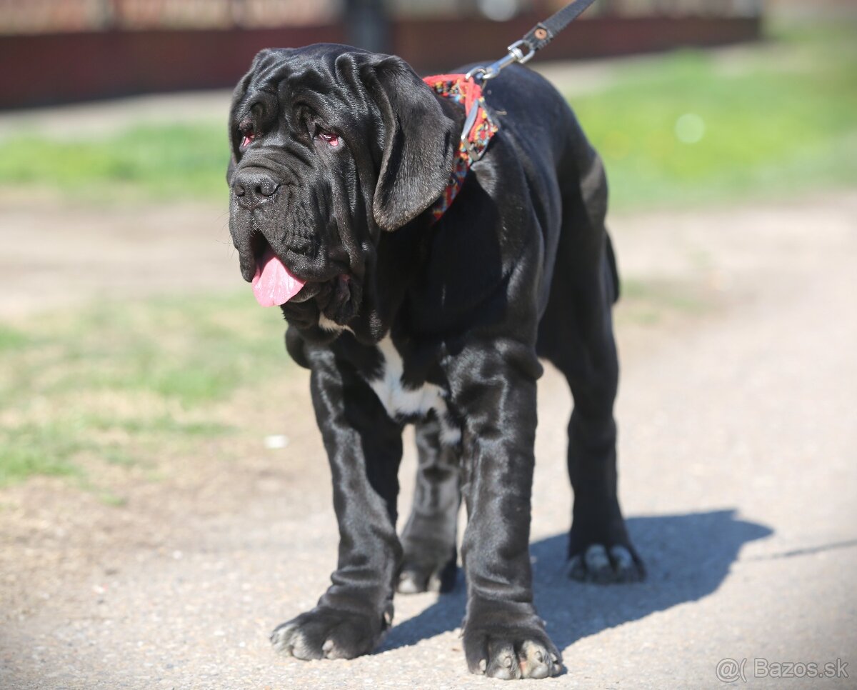 Neapolský mastiff, Mastino napoletano, Neapolitan mastiff - 6
