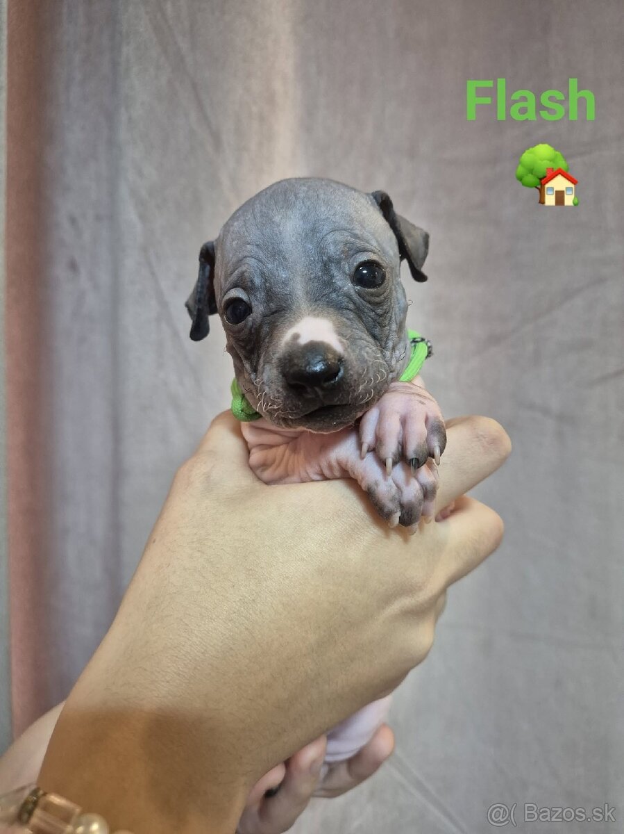 Americký bezsrstý teriér - 6