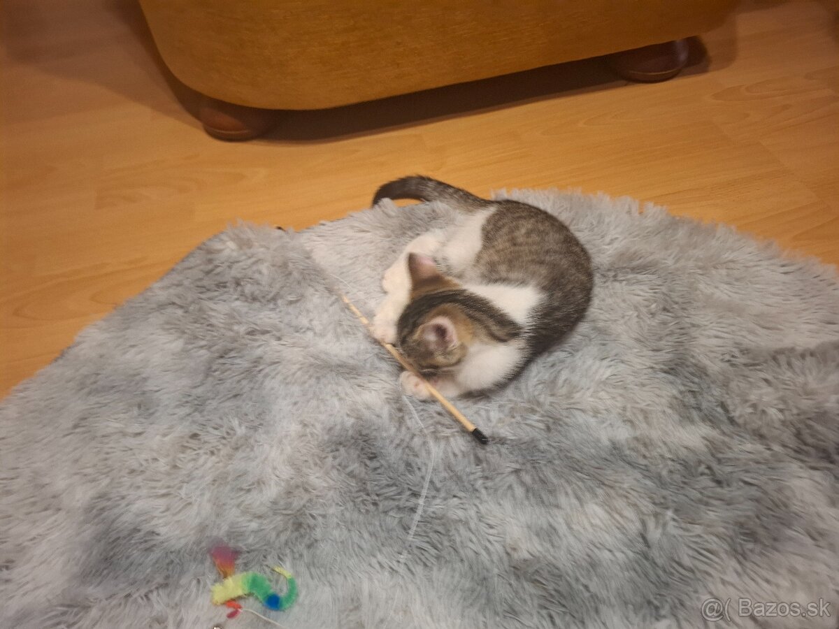 Darujeme maciatka - 6