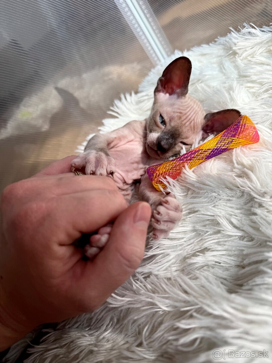 Don sphynx - 6