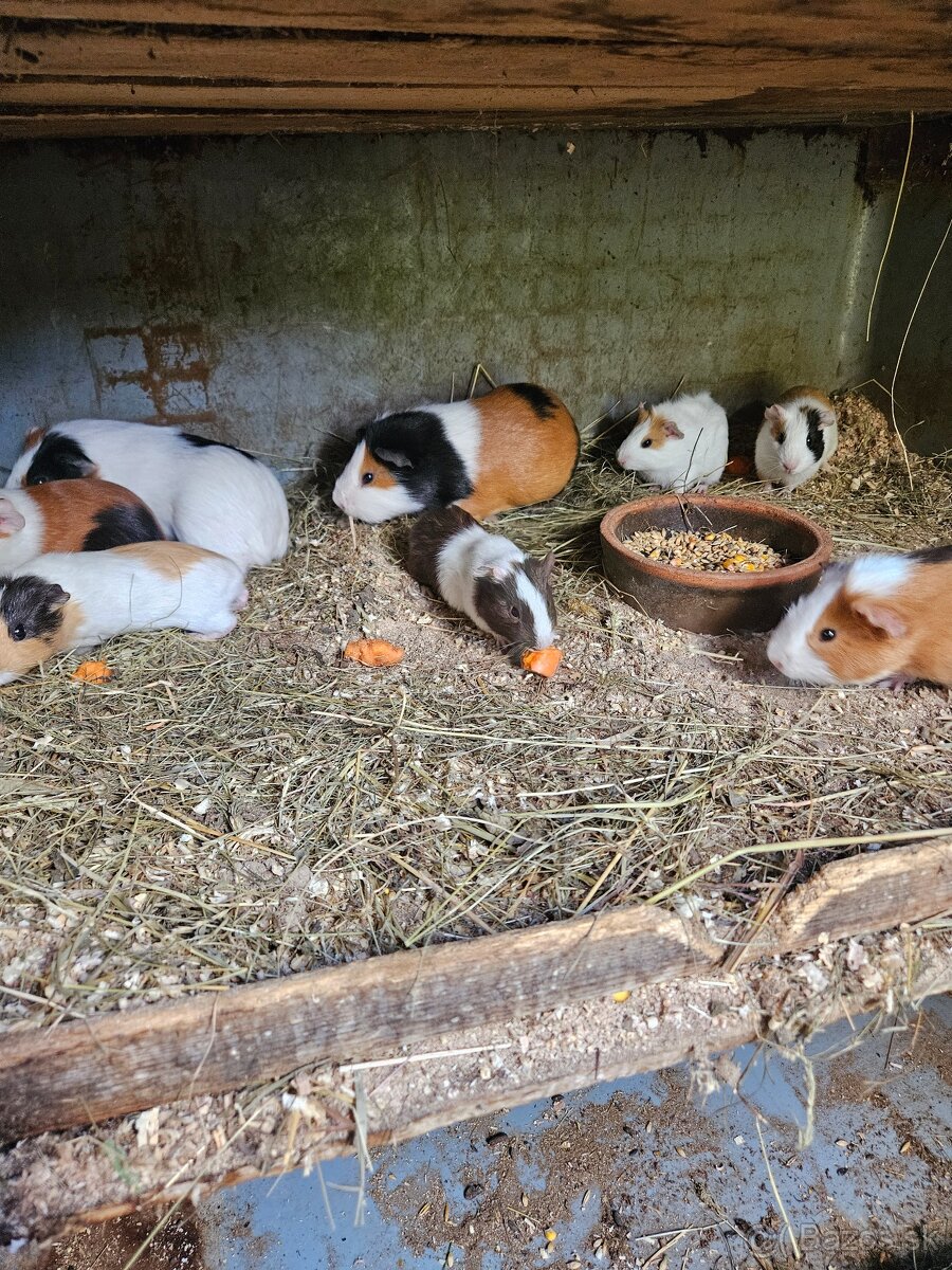 Morské prasiatko - 6