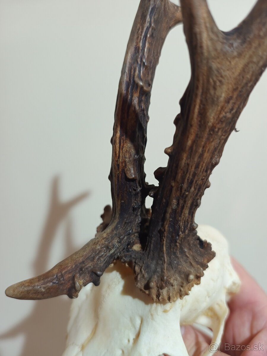 Trofej Trofeje Zhody Parohy Parožie.... - 6