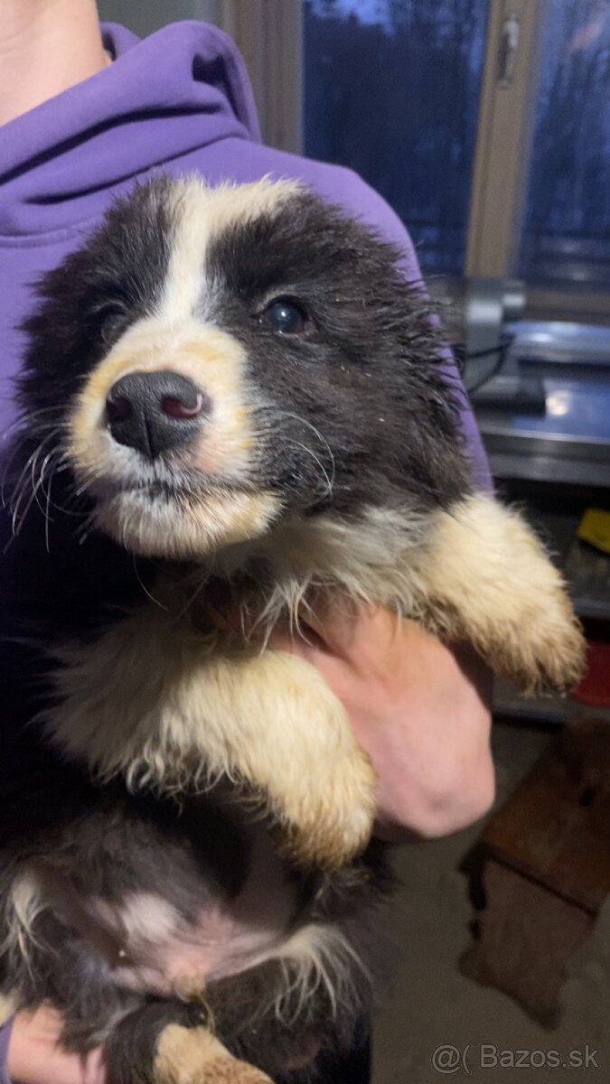 Trojmesačné šteniatka Border kólie - 6