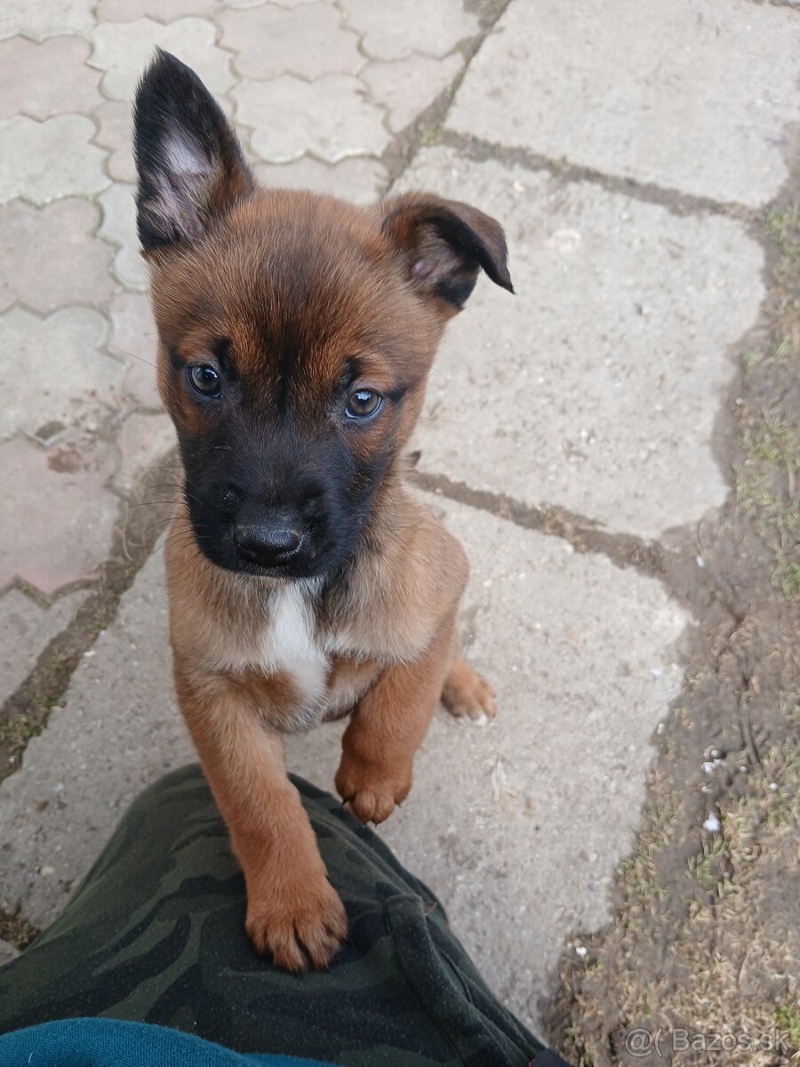 Predám Belgický ovčiak sučku - 6