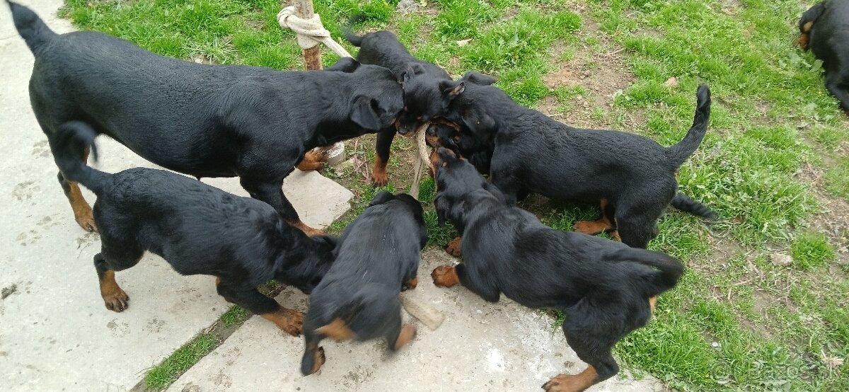 Na predaj šteniatka Rottweilera 🐶Eladó rottweiler kiskutyá - 6