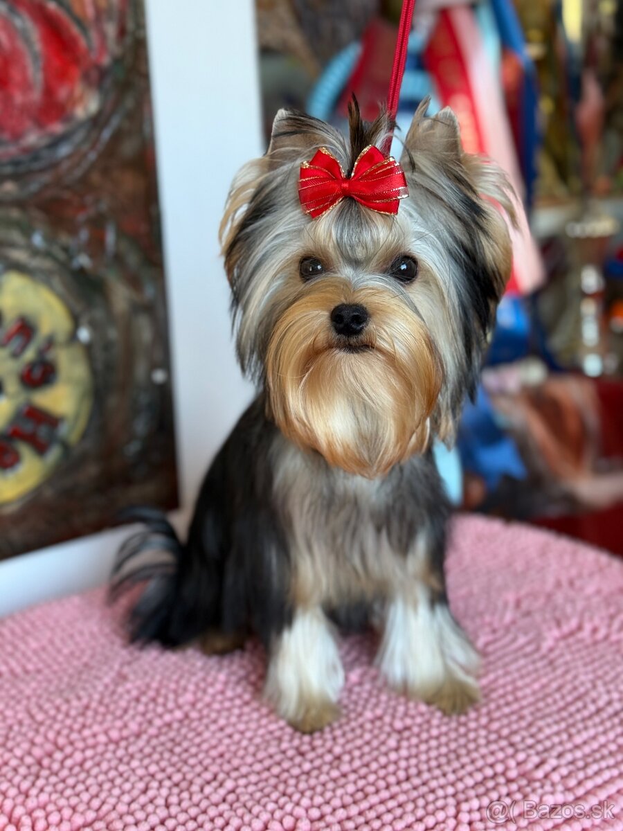 York, Yorkshire, Yorkshirsky terier, mini yorkshire - 6