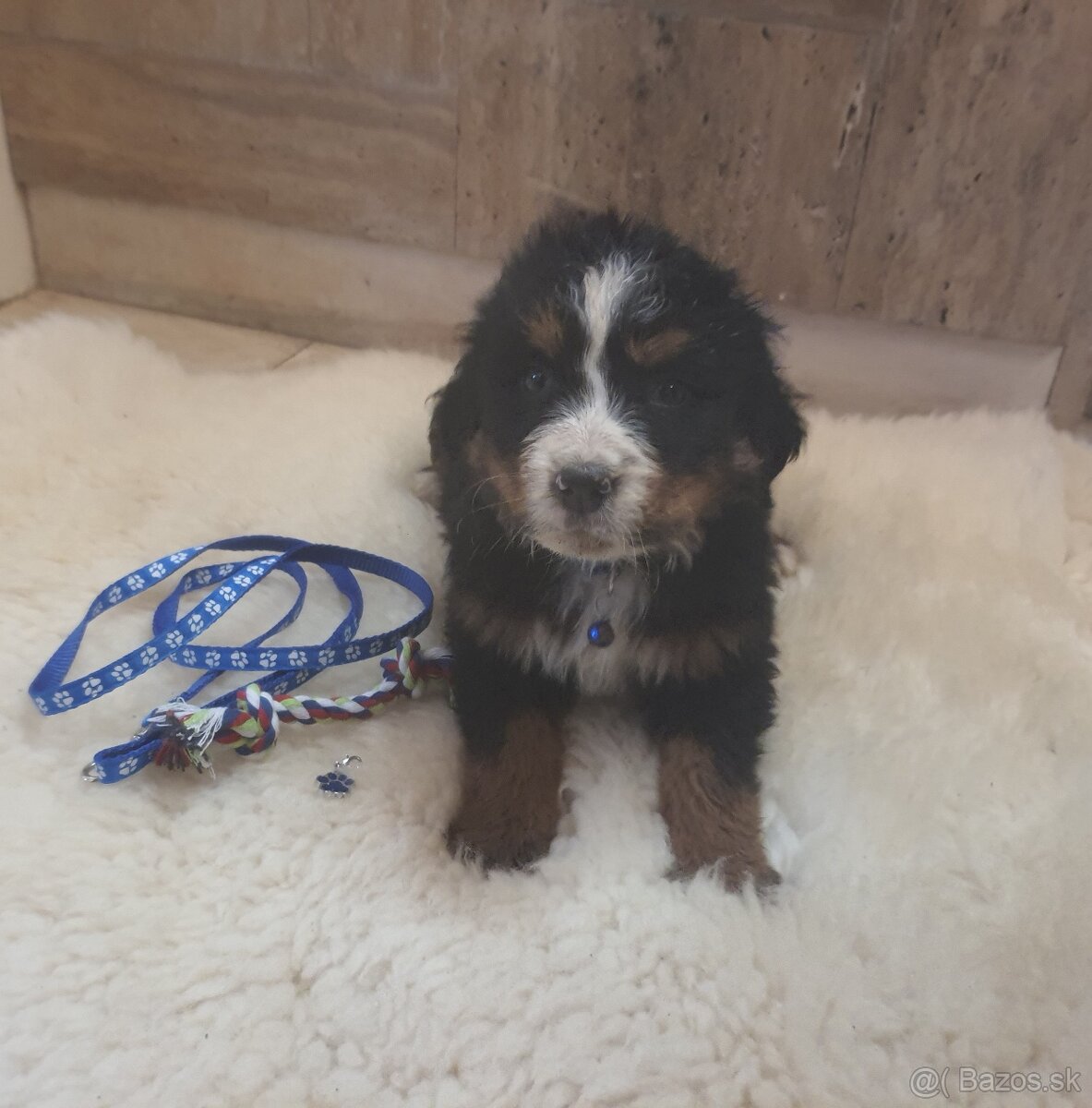 Bernský salašnický pes - 6