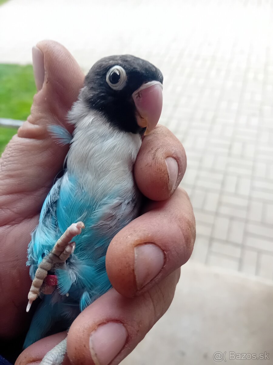 Agapornis škraboškovy - 6