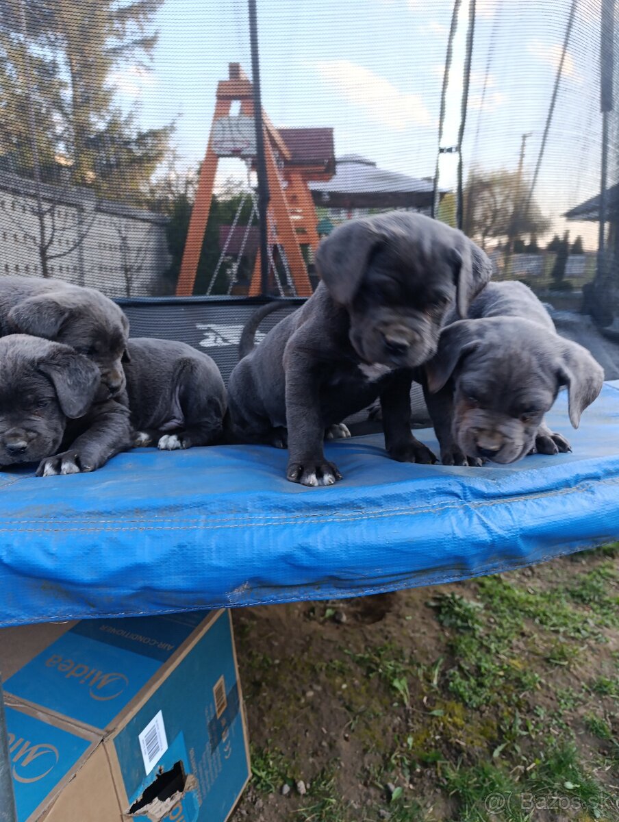 Cane corso modré šteniatka - 6