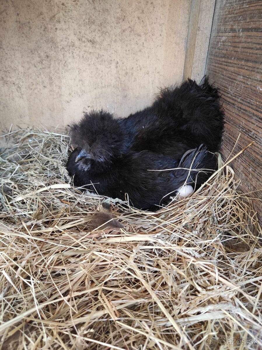 Nasadové vajcia - Hodvábnicky - 6