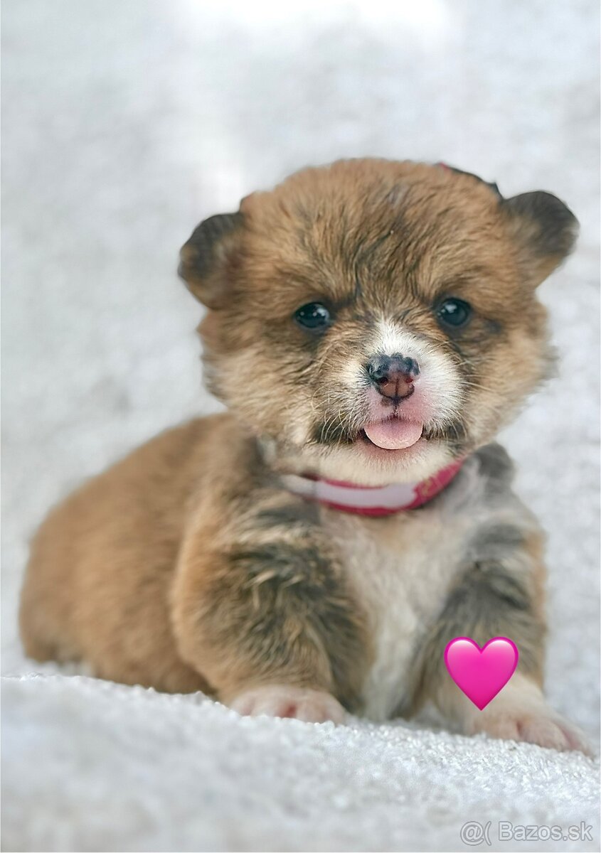 Corgi - 6