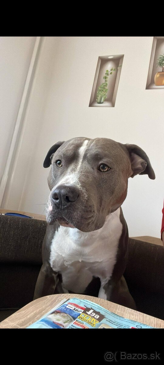 Predám čistokrvné šteniatko amerického stafforda - 6
