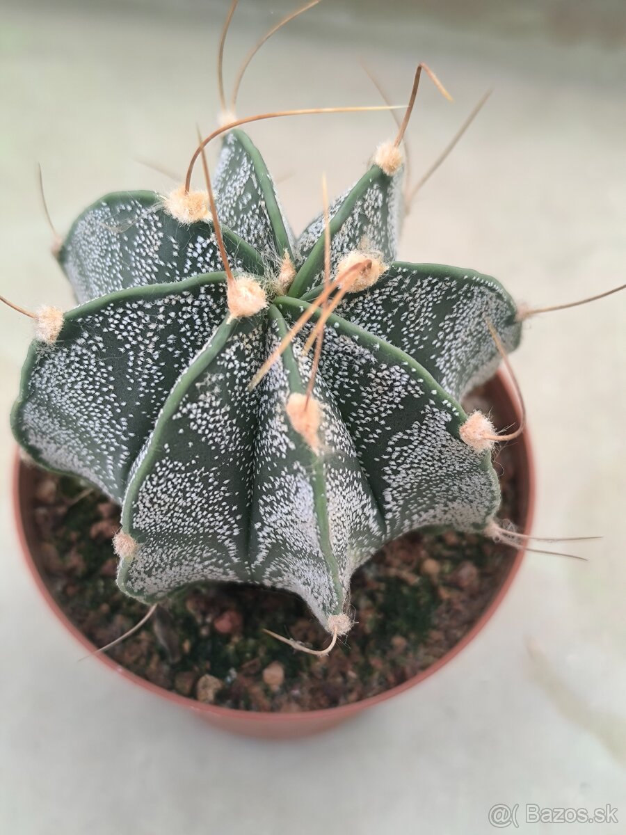 Kaktusy a sukulenty - 6