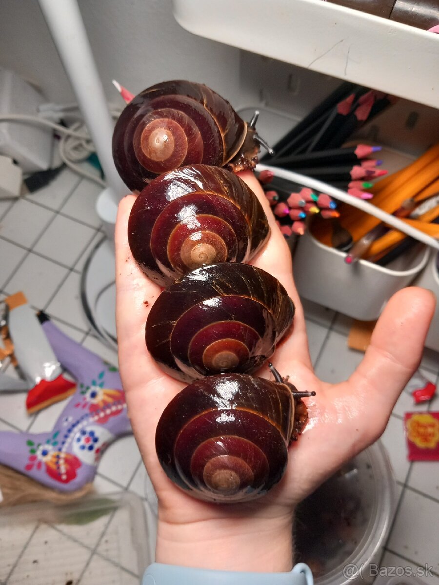 Africký slimák - 6