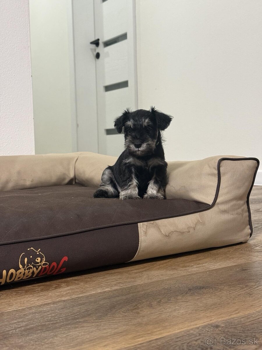 Bradáč malý čiernostrieborný s PP - posledná fenka voľná - 6