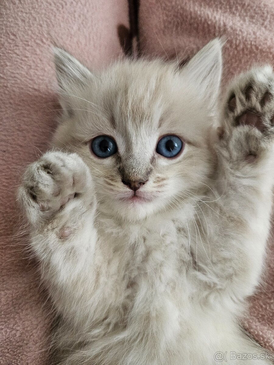 Ragdoll mačiatka - 6