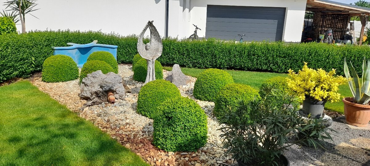 Predam buxus-kruspan - 6