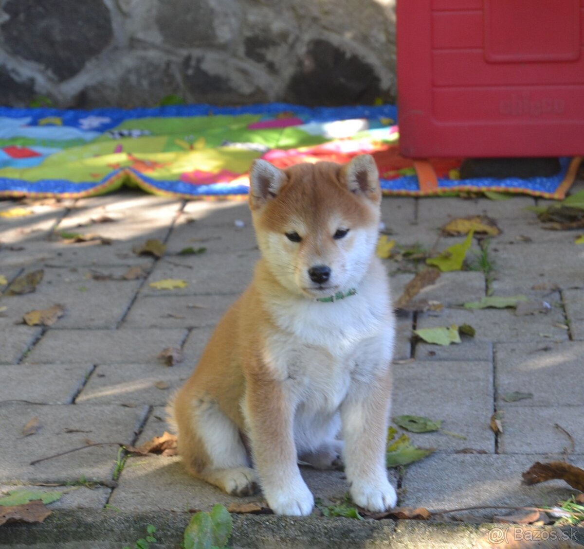 Shiba inu s PP /FCI / - 6