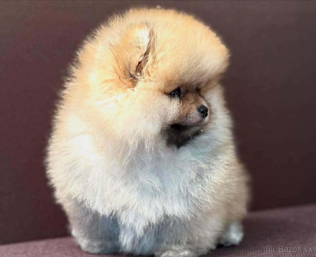 Pomeranian Mini - 6