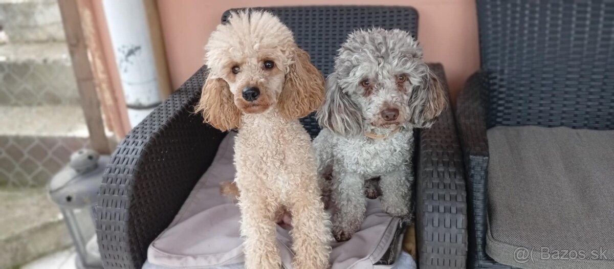 Trpaslíci pudel - 6