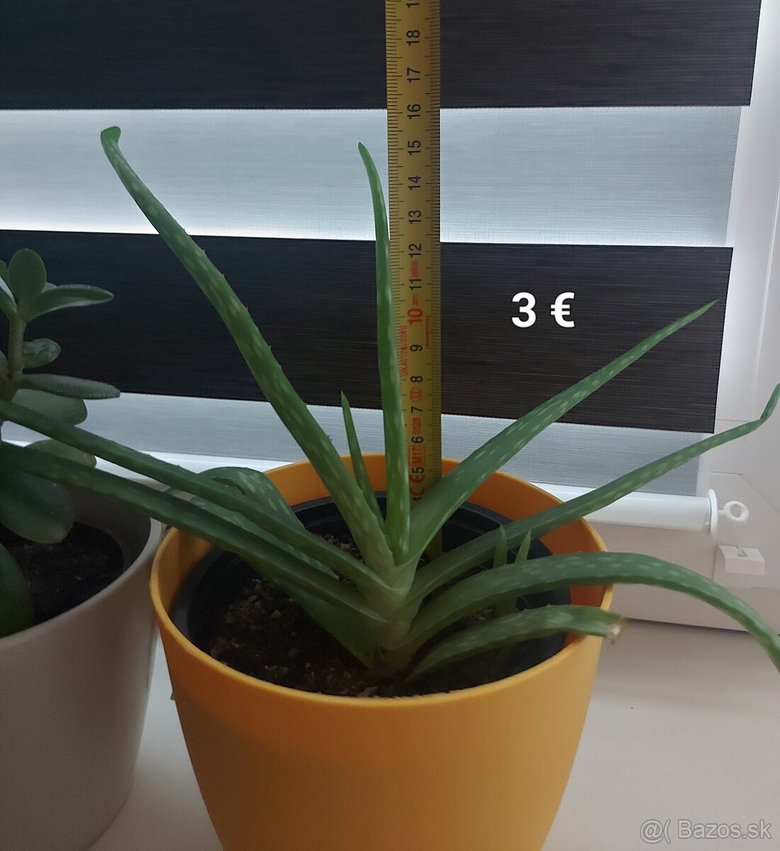 Aloa pravá - Aloe vera - 6